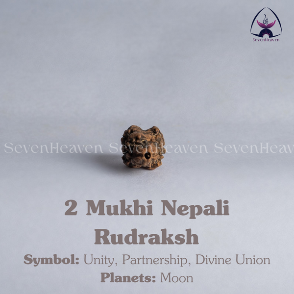 2 Mukhi Nepali Rudraksh