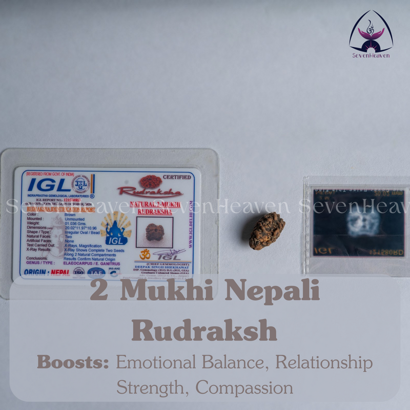 2 Mukhi Nepali Rudraksh
