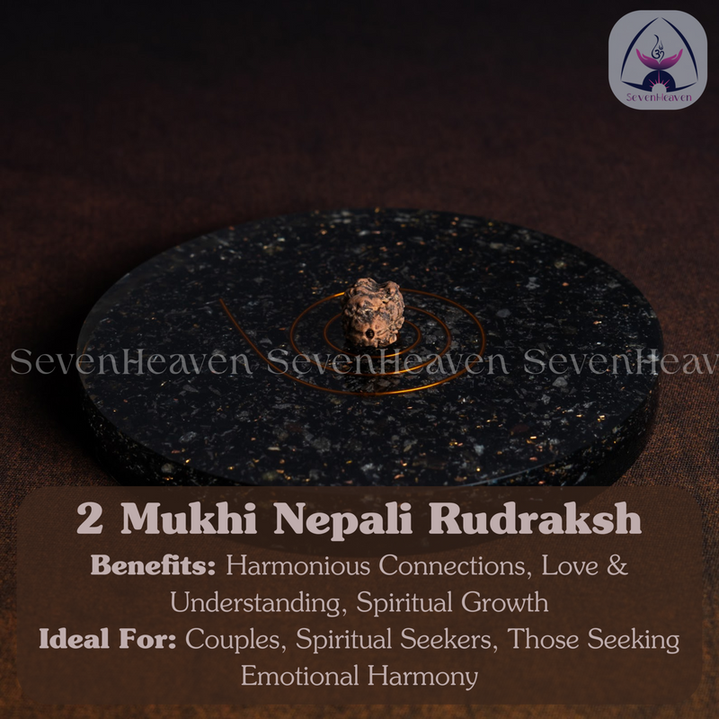 2 Mukhi Nepali Rudraksh