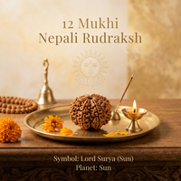 12 Mukhi Nepali Rudraksh