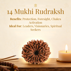 14 Mukhi Rudraksh