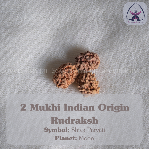 2 Mukhi Indian Origin Rudraksh