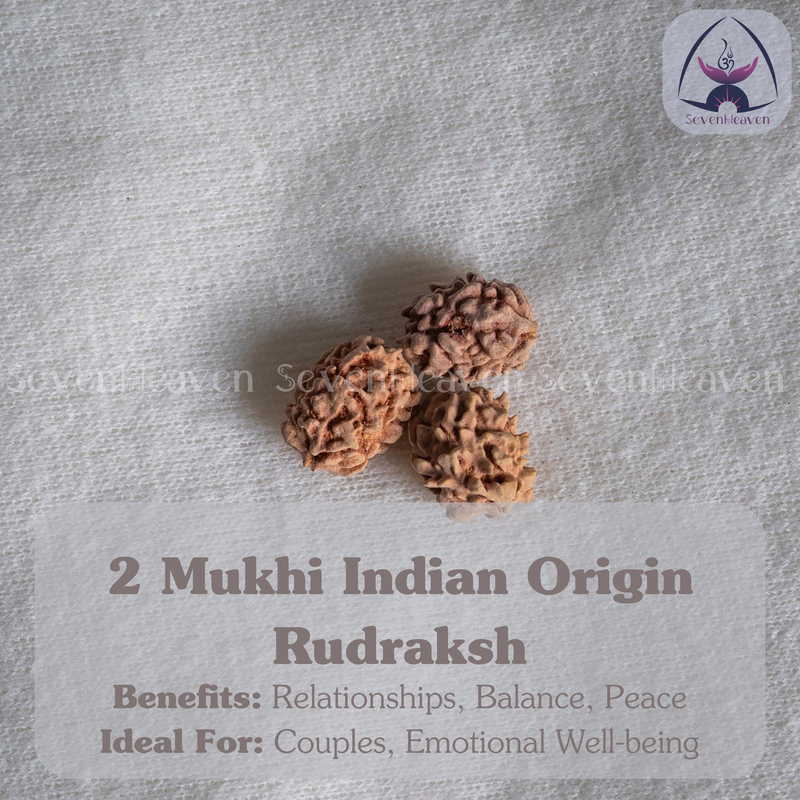 2 Mukhi Indian Origin Rudraksh
