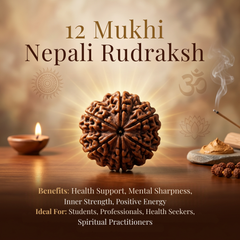 12 Mukhi Nepali Rudraksh