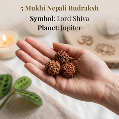 5 Mukhi Nepali Rudraksha Bead for Peace, Wisdom & Spiritual Growth
