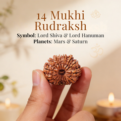 14 Mukhi Rudraksh