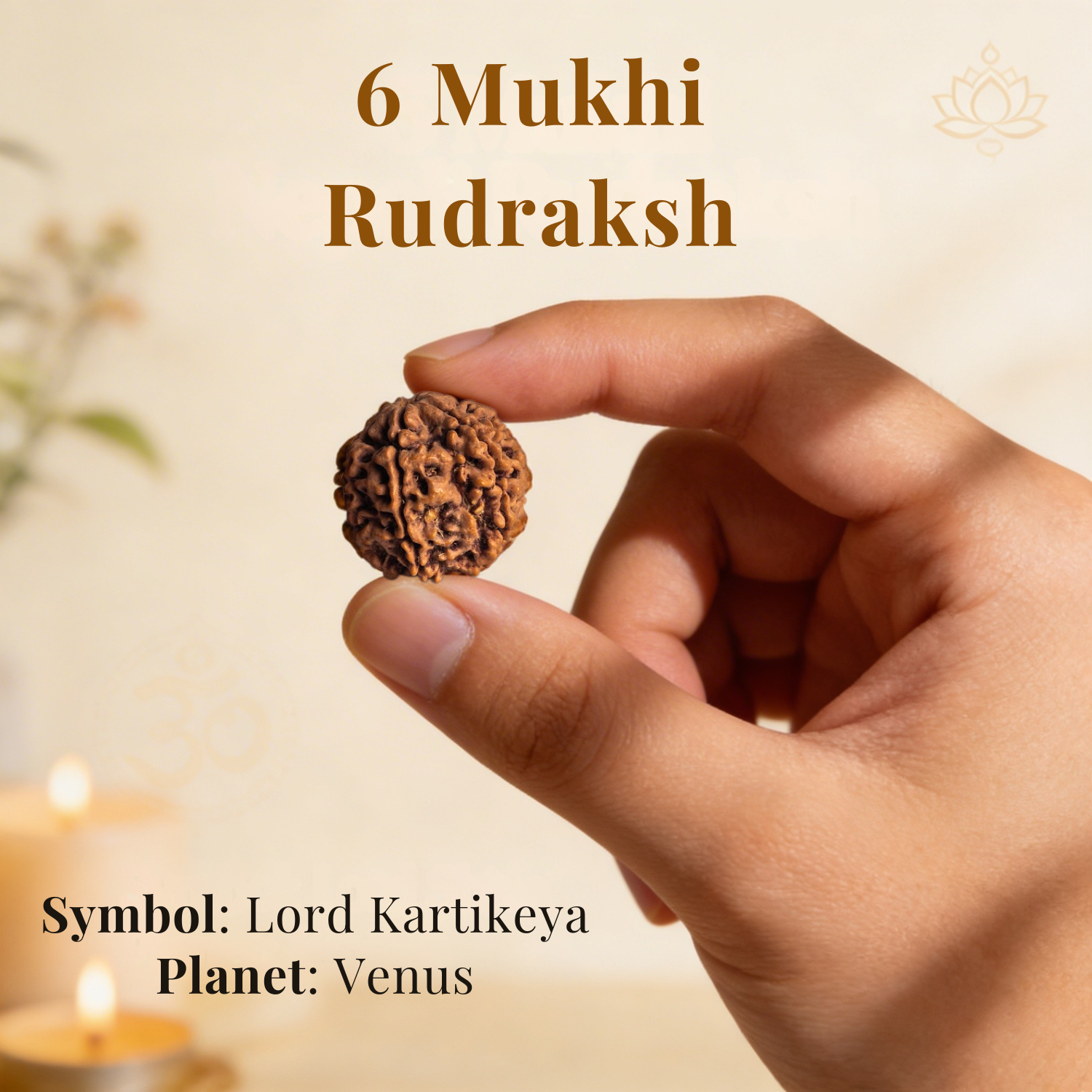 6 Mukhi Rudraksh