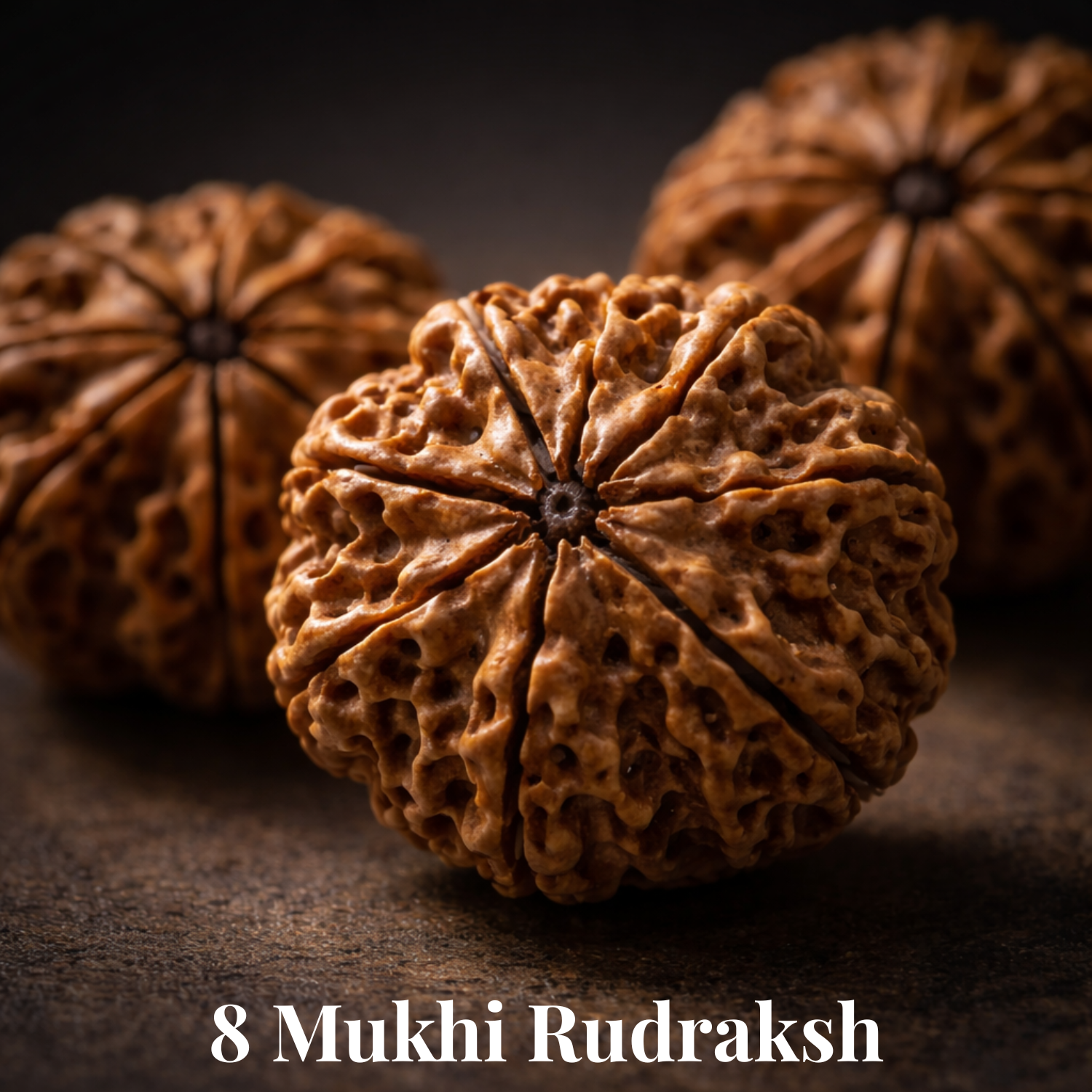 8 Mukhi Nepali Rudraksh