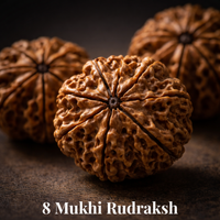 8 Mukhi Nepali Rudraksh