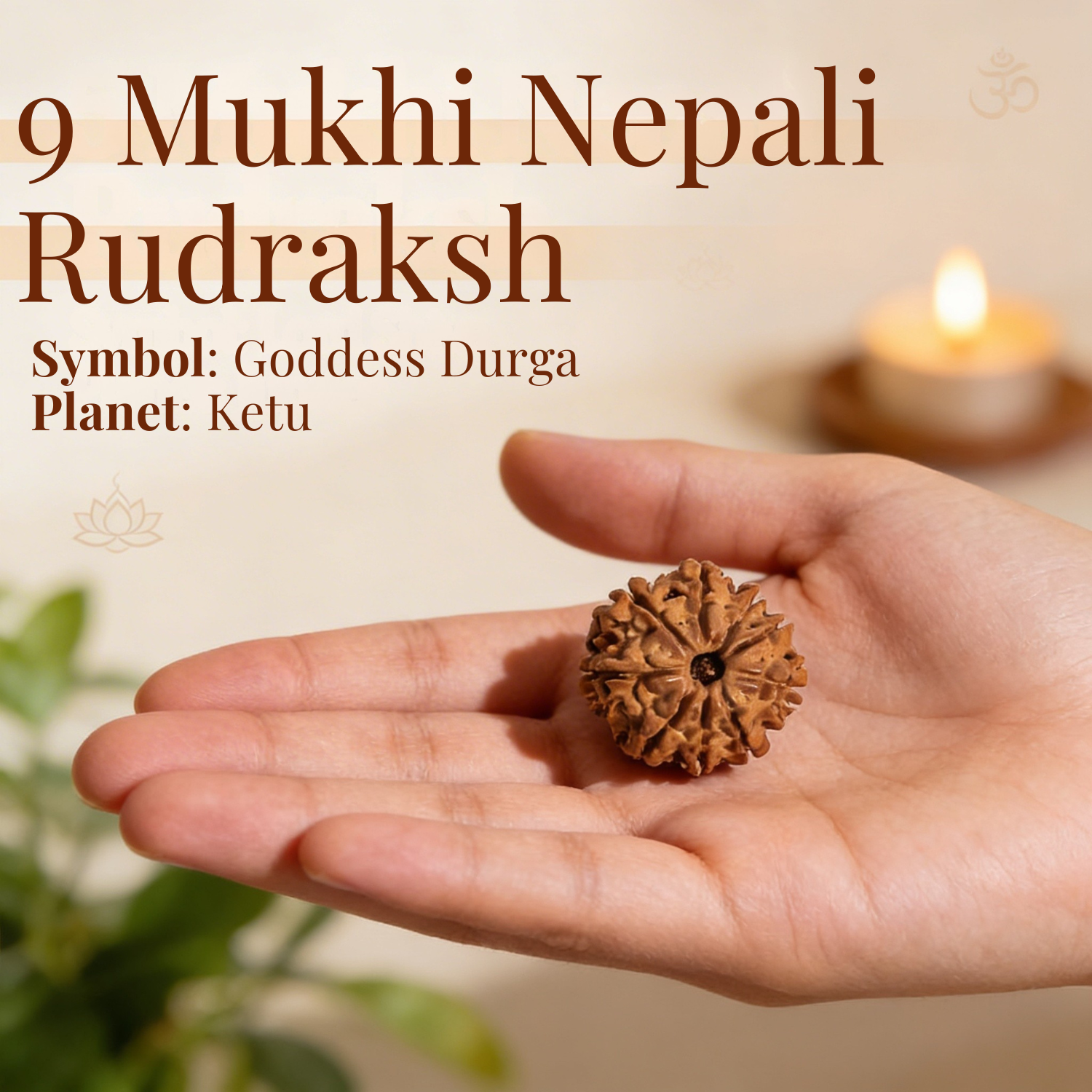9 Mukhi Nepali Rudraksh