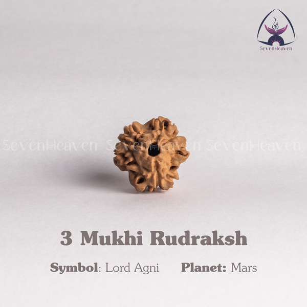 3 Mukhi Rudraksh