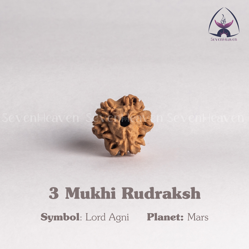 3 Mukhi Rudraksh