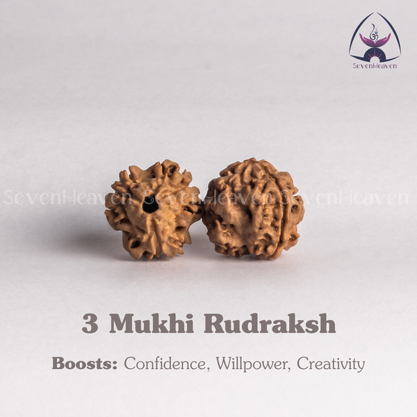 3 Mukhi Rudraksh
