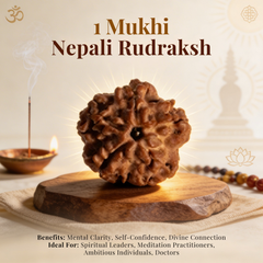 1 Mukhi Nepali Rudraksh