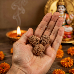 2 Mukhi Nepali Rudraksh