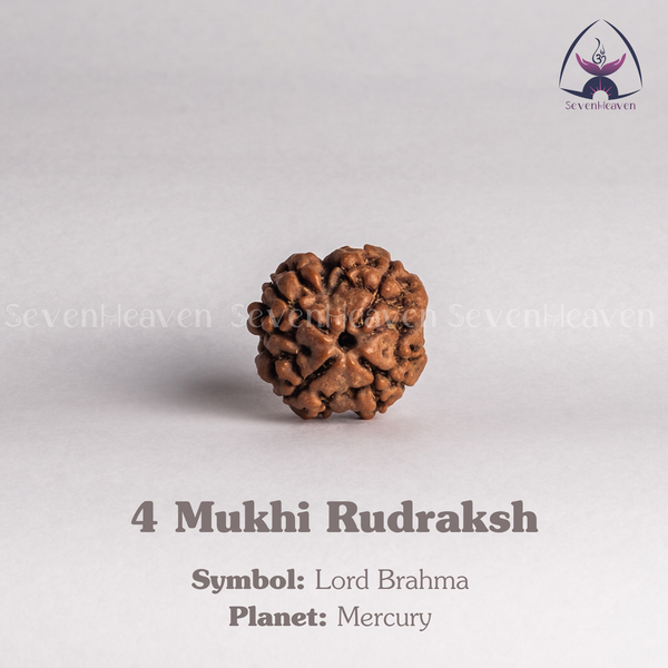 4 Mukhi Rudraksh