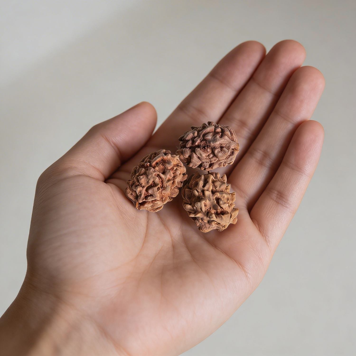2 Mukhi Indian Origin Rudraksh