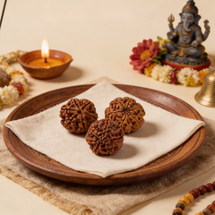 6 Mukhi Rudraksh