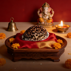 Raj Kodi or Laxmi Tiger Kodi