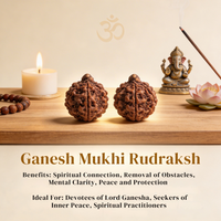 Ganesh Mukhi Rudraksh