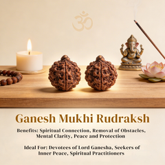 Ganesh Mukhi Rudraksh