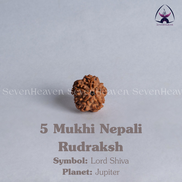 5 Mukhi Nepali Rudraksh