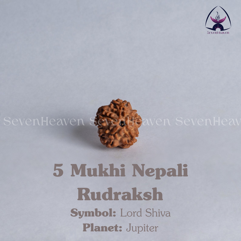 5 Mukhi Nepali Rudraksh