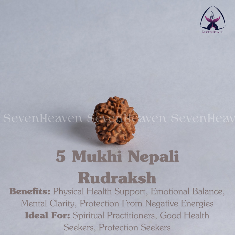 5 Mukhi Nepali Rudraksh