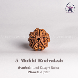 5 Mukhi Rudraksh