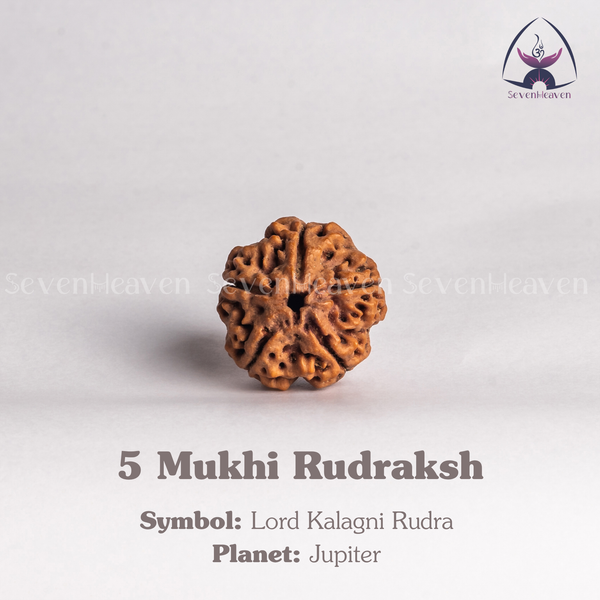 5 Mukhi Rudraksh