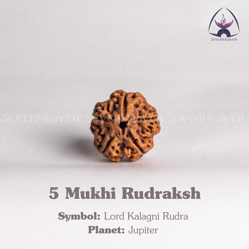 5 Mukhi Rudraksh