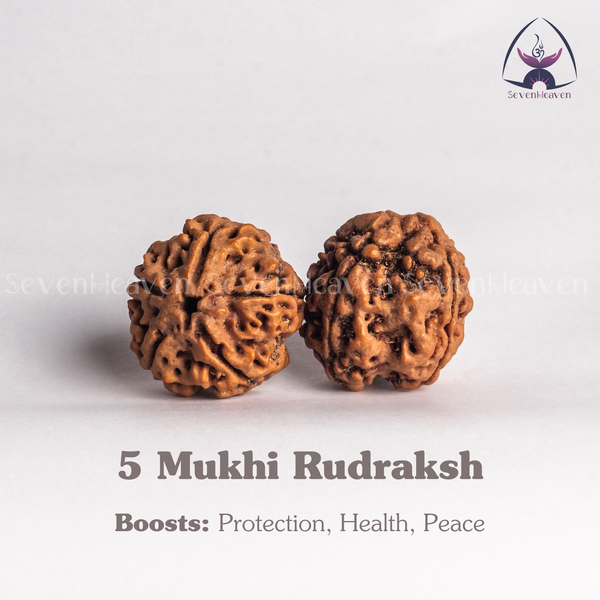 5 Mukhi Rudraksh