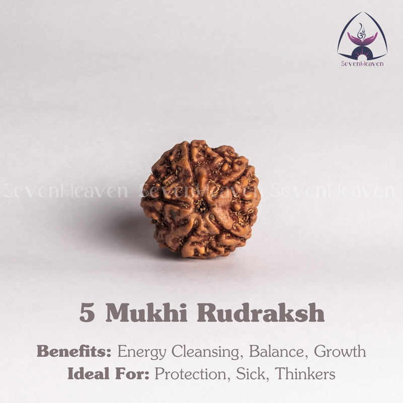 5 Mukhi Rudraksh