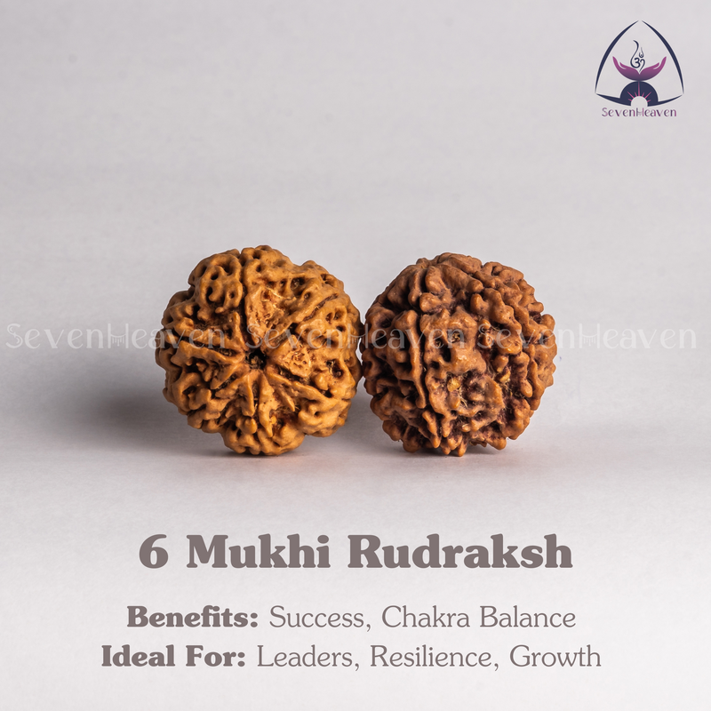 6 Mukhi Rudraksh