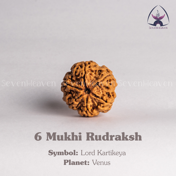 6 Mukhi Rudraksh