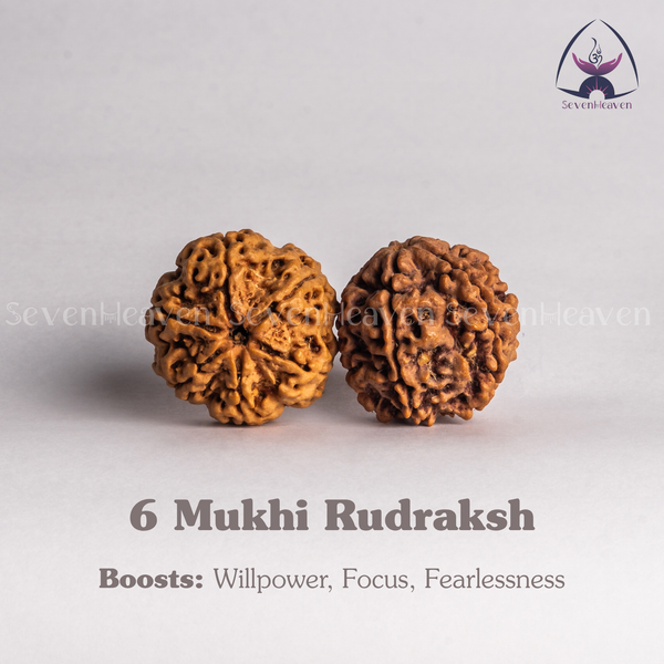 6 Mukhi Rudraksh