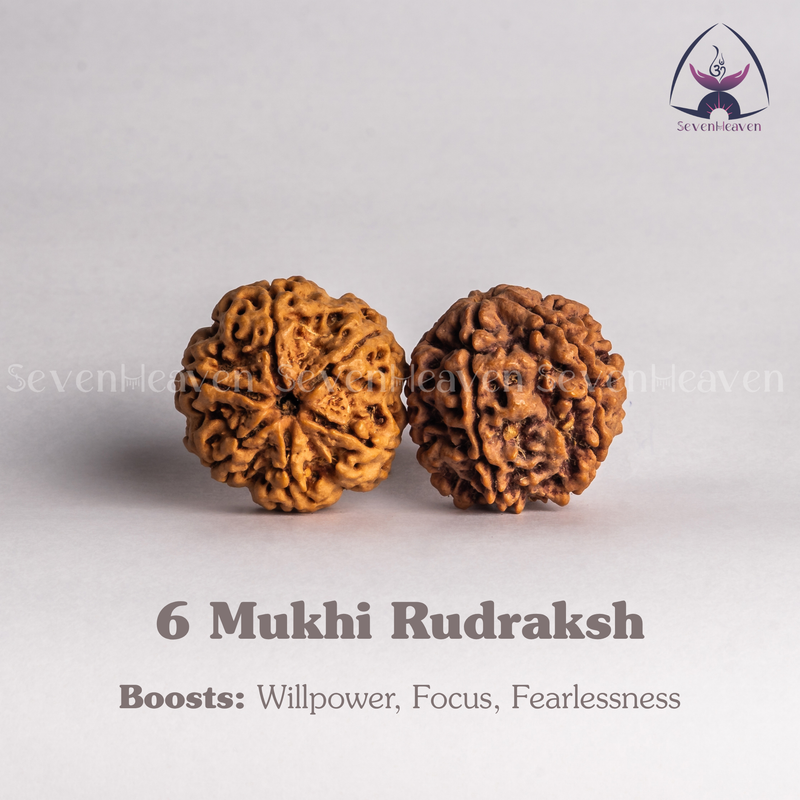 6 Mukhi Rudraksh