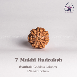 7 Mukhi Rudraksh