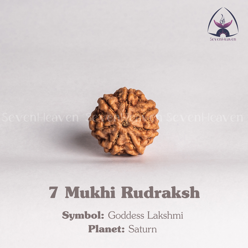 7 Mukhi Rudraksh