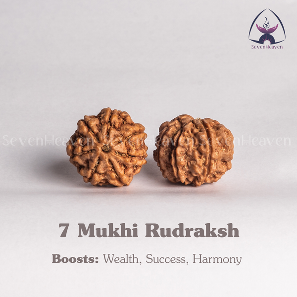 7 Mukhi Rudraksh