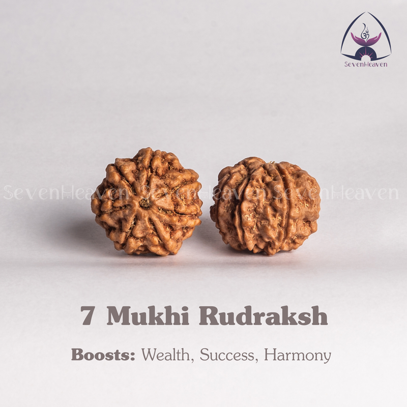 7 Mukhi Rudraksh