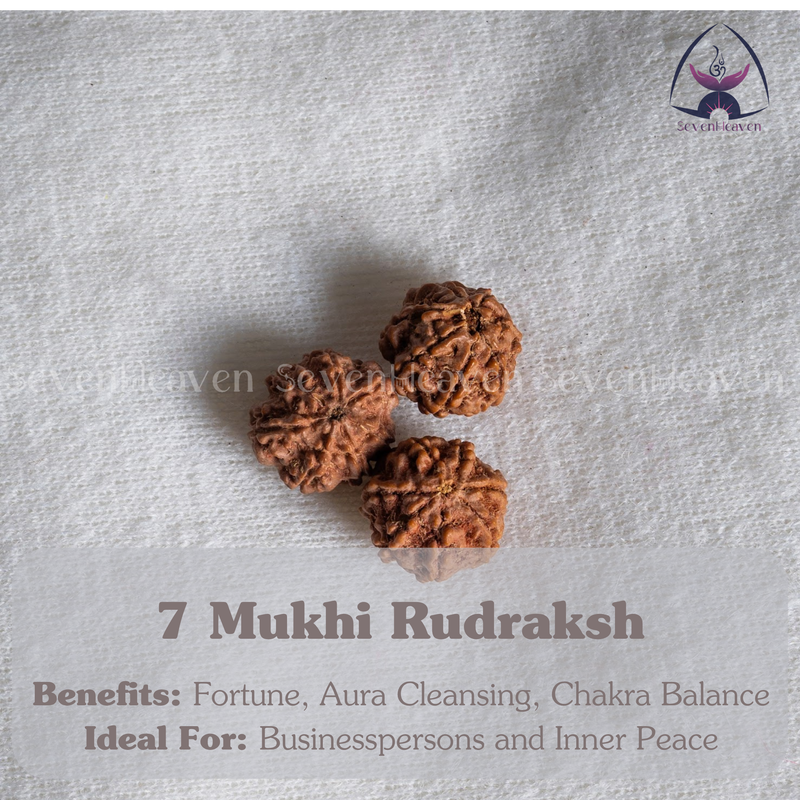 7 Mukhi Rudraksh