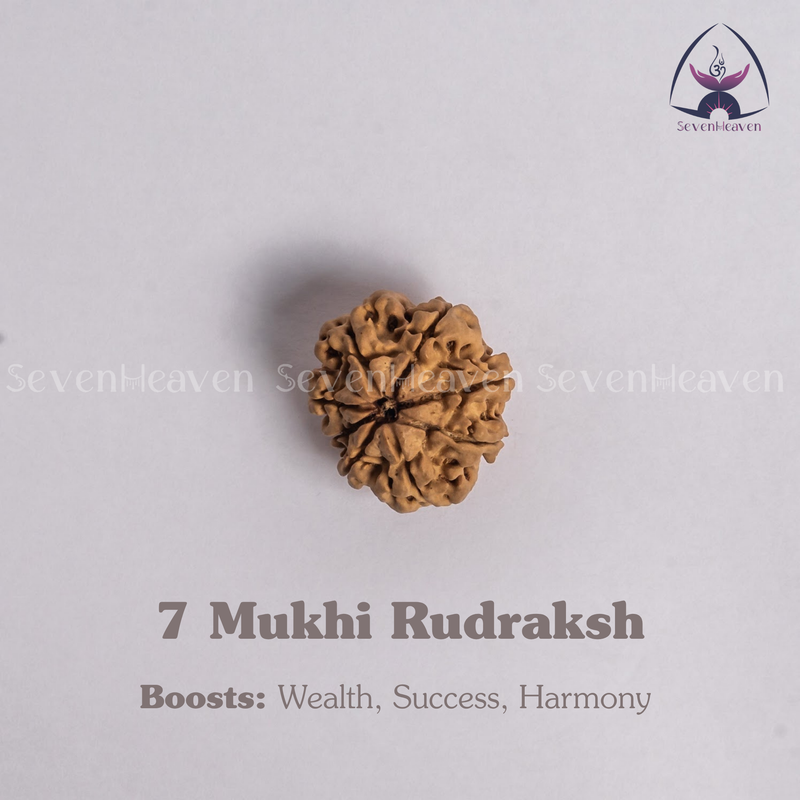 7 Mukhi Rudraksh