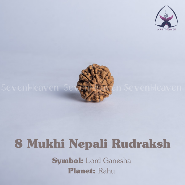 8 Mukhi Nepali Rudraksh