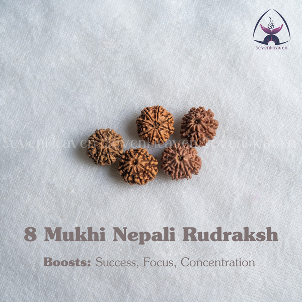 8 Mukhi Nepali Rudraksh