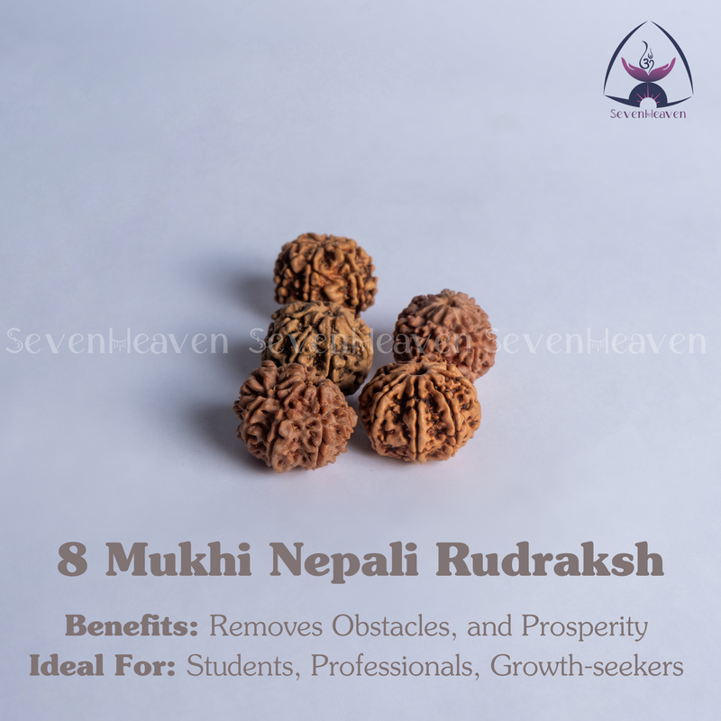 8 Mukhi Nepali Rudraksh
