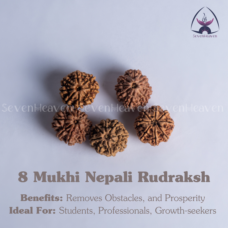 8 Mukhi Nepali Rudraksh