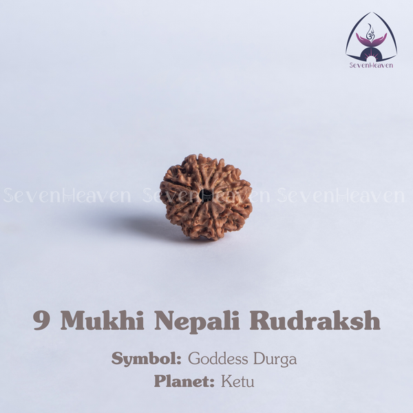 9 Mukhi Nepali Rudraksh