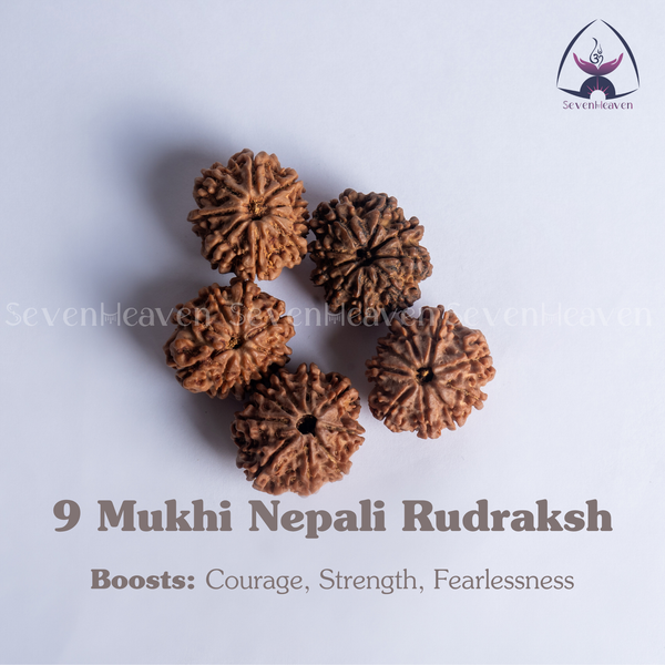 9 Mukhi Nepali Rudraksh