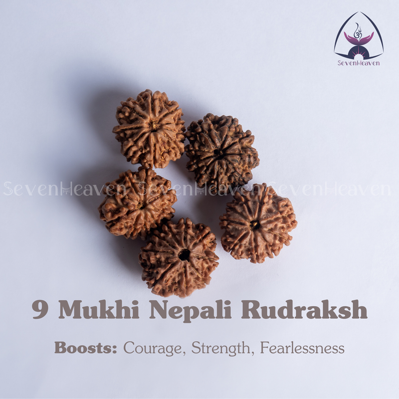 9 Mukhi Nepali Rudraksh